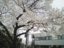 本当にピッタリ桜満開でした！見にきた人も花見が出来たのではないでしょうか？